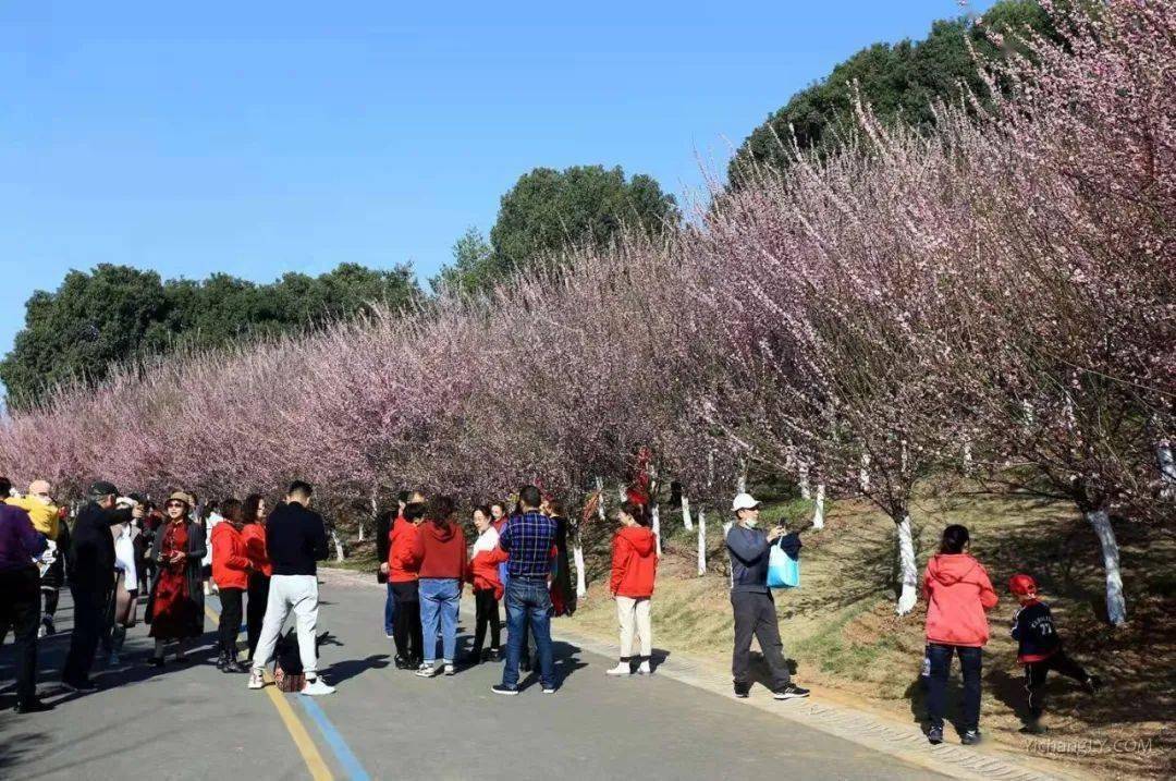 运动广场,峰回路转景区花期:花开正盛●油菜花,梅花城东公园滨江公园