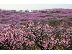 春季赏花之旅——枝江桃花园一日游图3