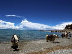 宜昌到云南旅游 昆明 大理 丽江双飞6日游旅游团图1