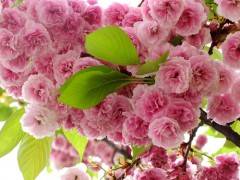 【踏青·赏花】宜昌枝江市万亩桃花园赏桃花一日游图2