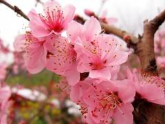 宜昌到枝江安福寺桃花节一日游图1