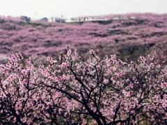 【桃花源+东方年华】一日游图3