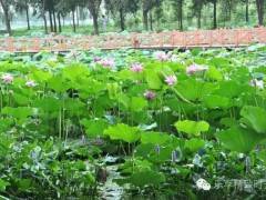 宜昌到荆州洪湖蓝田生态园二日游图2