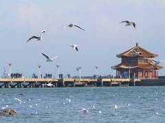 宜昌直飞青岛 威海 蓬莱 烟台五日海滨之旅图3