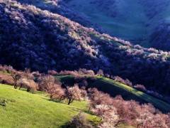 天池.吐鲁番.赛里木湖.吐尔根杏花沟.霍尔果斯. 火焰山8日图1