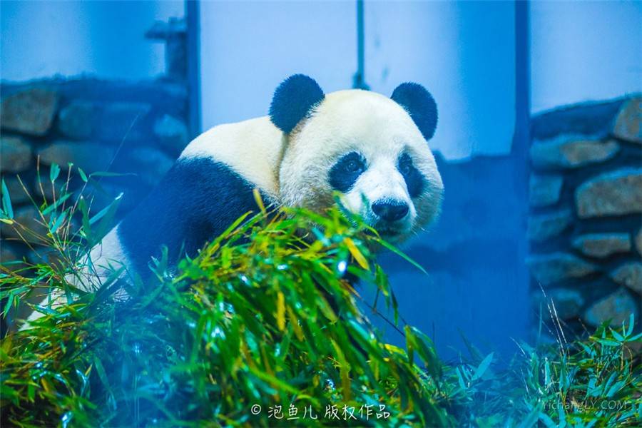 神农架大熊猫