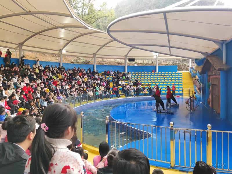 宜昌动物大世界海豚表演