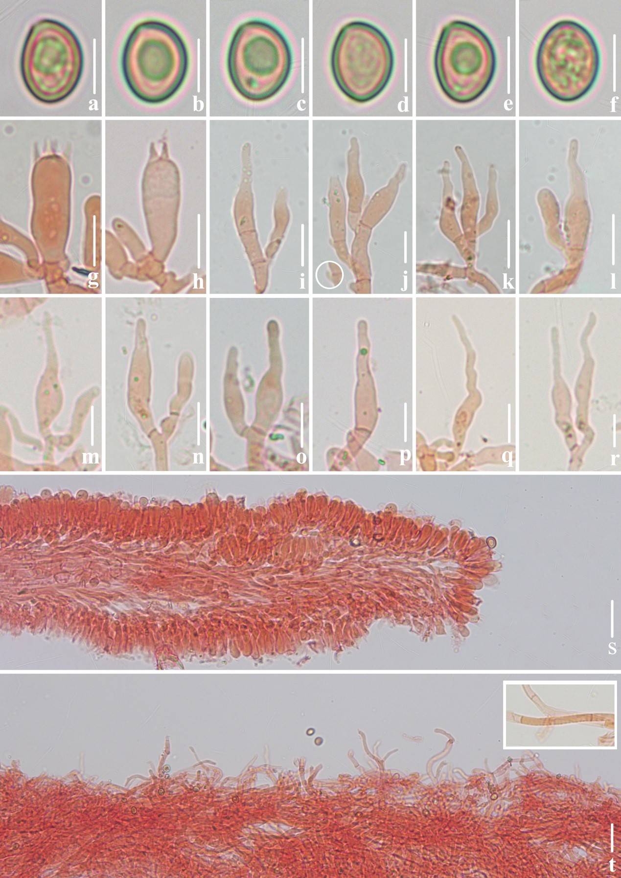 斑褶靴耳显微结构