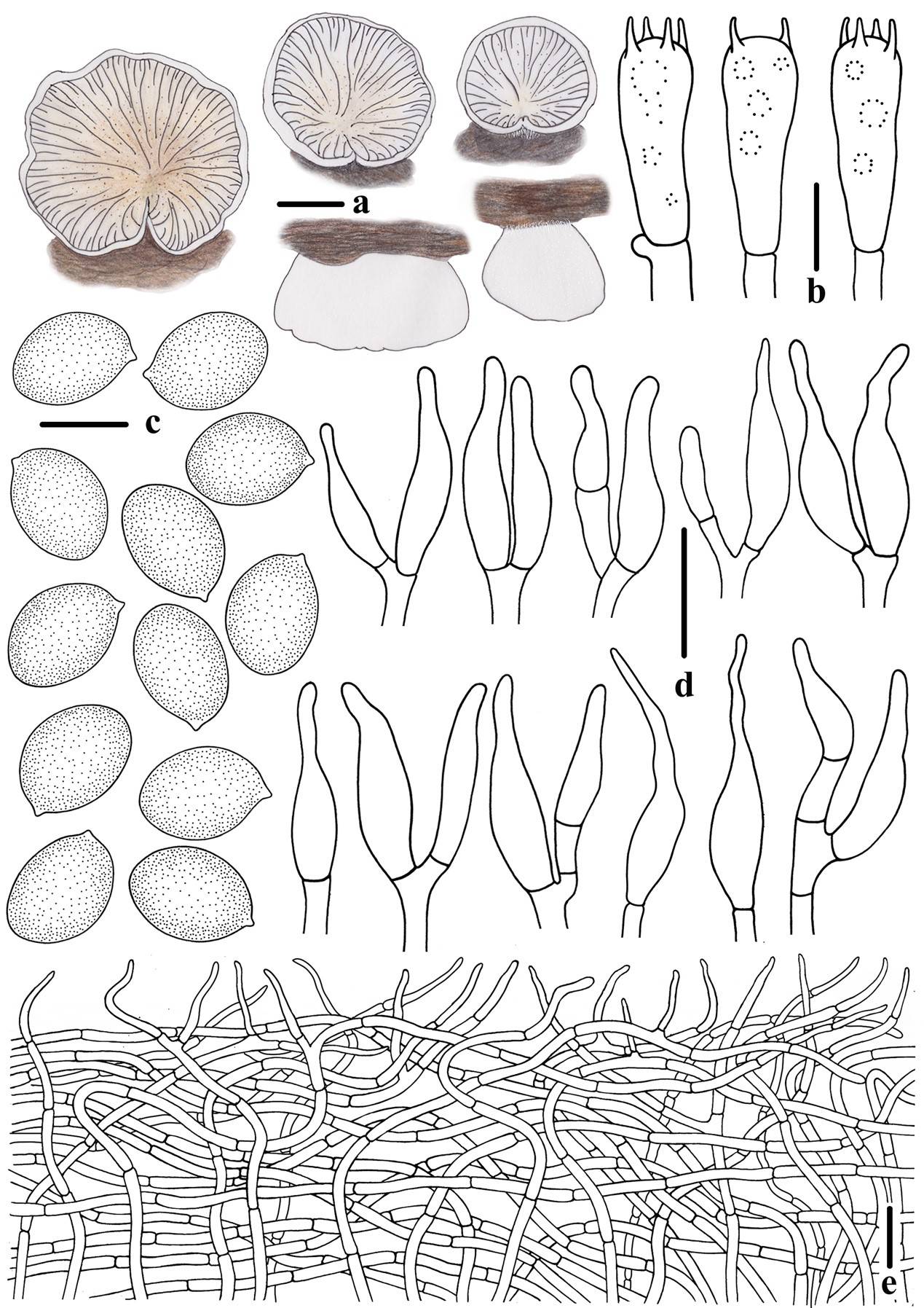 斑褶靴耳线条图