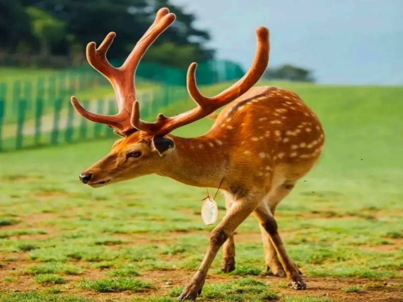 神农架大九湖梅花鹿