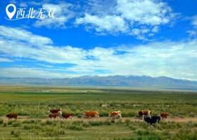 宜昌到西北的品质小团有哪些/怎么安排/攻略【西北无双】16人8日小团文化之旅