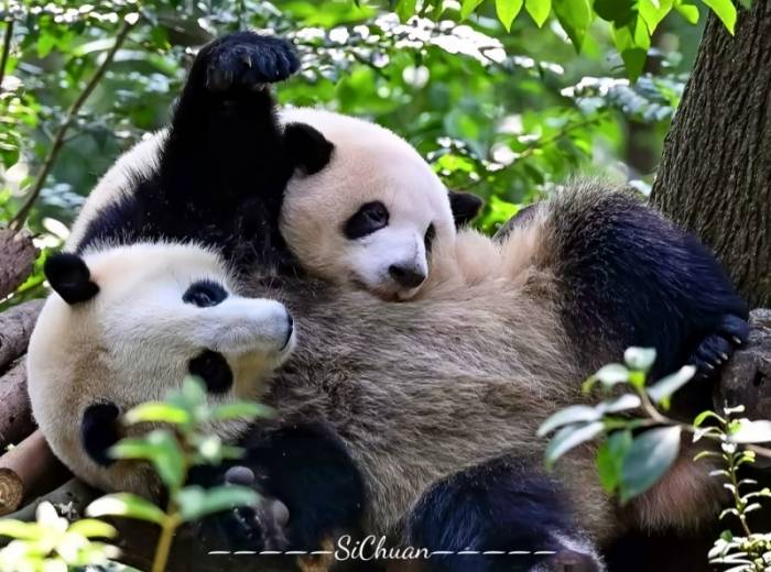 宜昌到四川九寨旅游团推荐/玩五天要多少花销/具体旅游行程【壹品九寨特惠】5日游图3