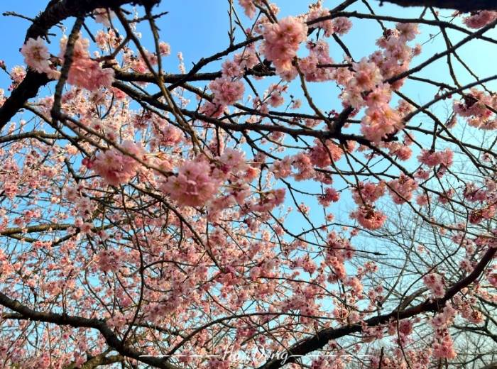 宜昌到华东五市（南京+扬州+苏州+杭州+上海）旅游的团购价格以及景点和游玩攻略【纯净江南】双动纯玩5日游图3