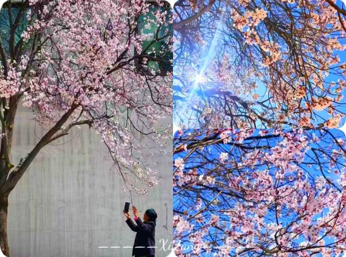 宜昌去到西藏玩几天合适/有些什么景点/具体的旅游攻略【七彩藏风】双卧11日/卧飞9日游图4