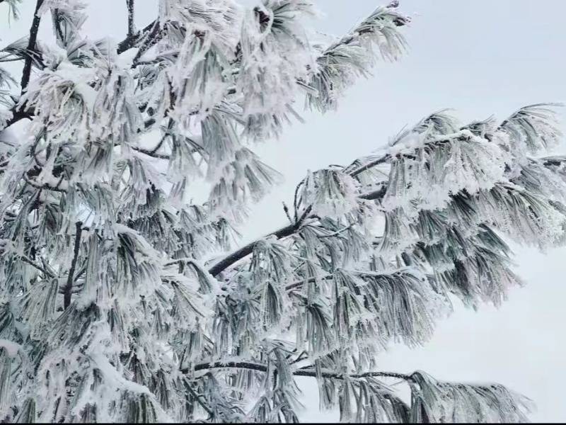 微信图片_20250328085156_副本