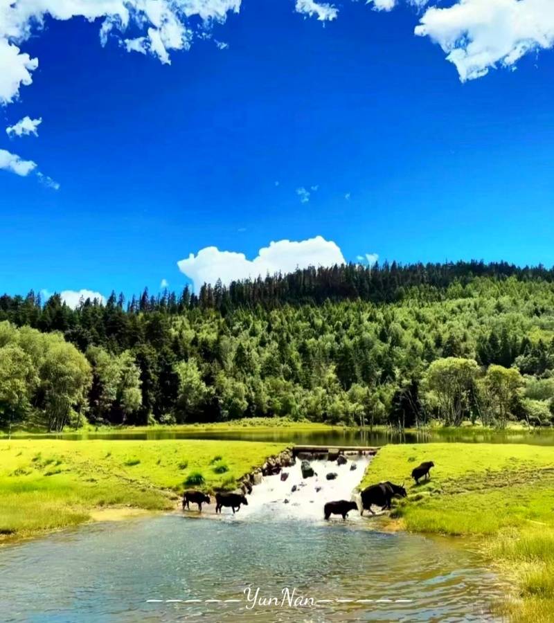 香格里拉普达措森林公园_副本