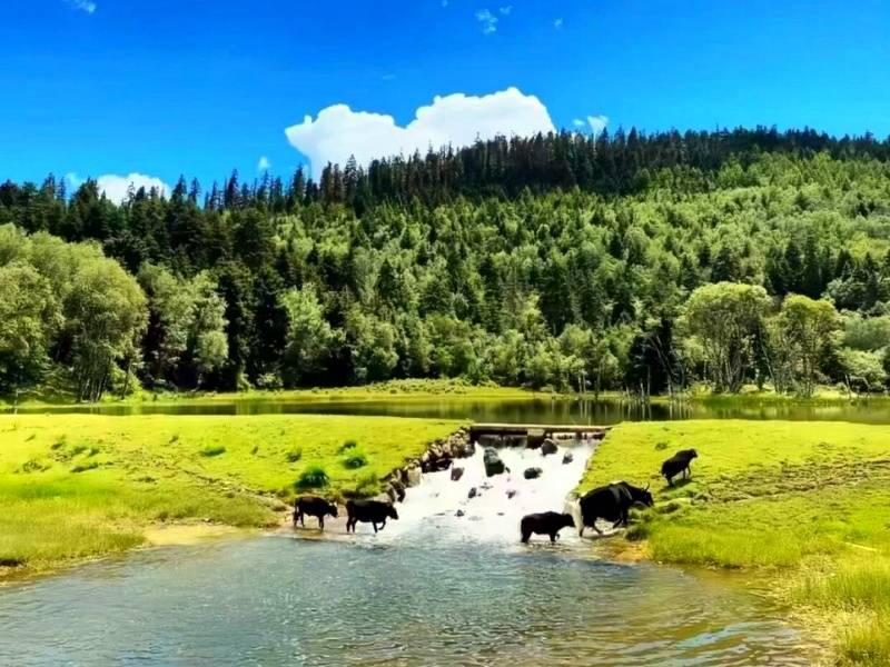 香格里拉普达措森林公园_副本