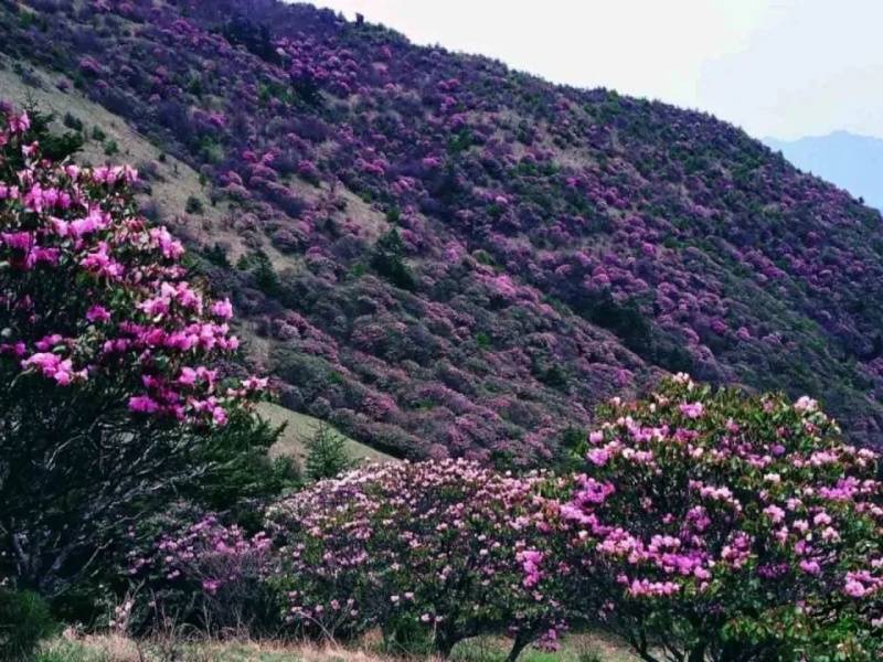 微信图片_20250427093744_副本