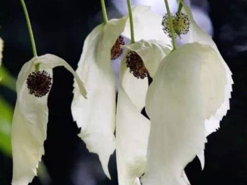 微信图片_20250427093929_副本