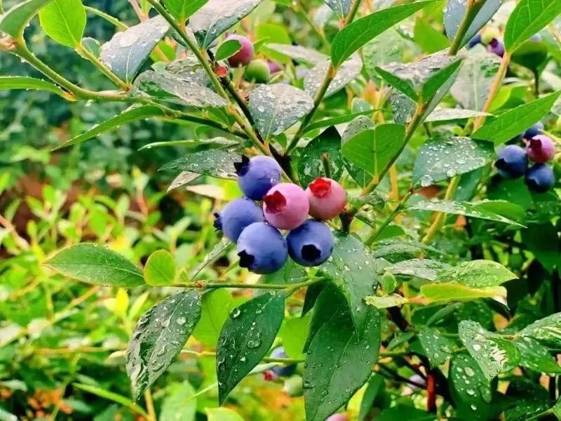 微信图片_20250506101803_副本