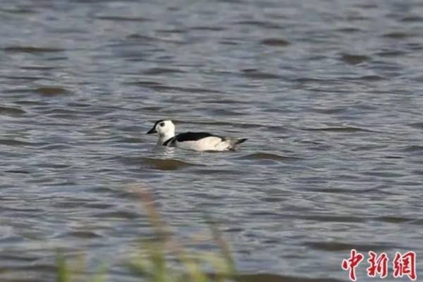 “世界醉小的鸭子”造访神农架大九湖