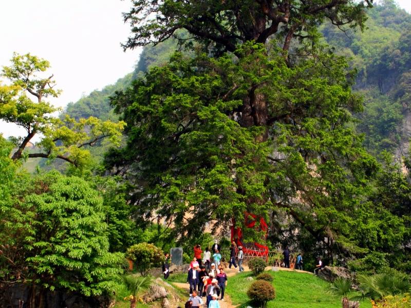神农架神农坛景区 衫王_副本