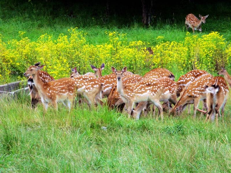 大九湖 (10)_副本