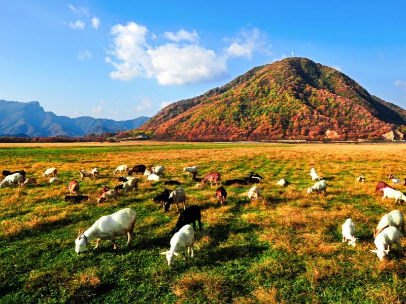 《濕地牧歌》（鐘華13797638596拍攝于大九湖）_副本