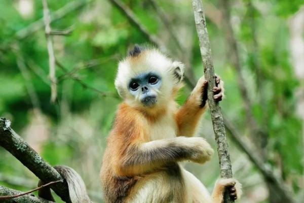 神农架金丝猴保护区，金丝猴家族曝光！神农架金丝猴研究基地介绍