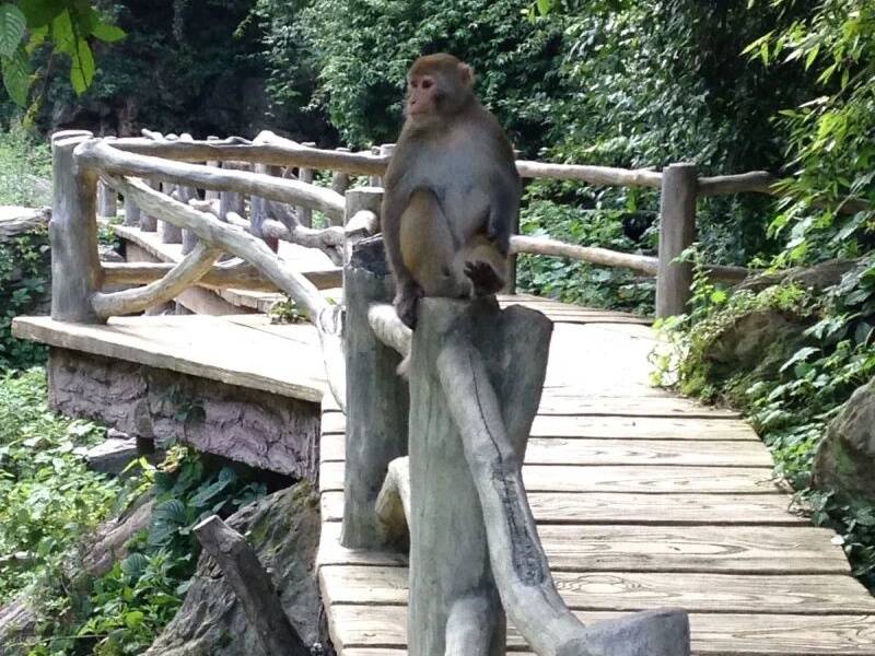 三峡人家猴子_副本