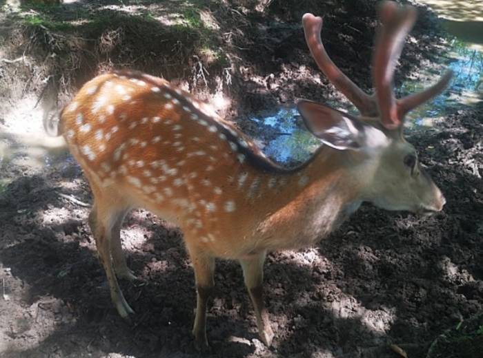 【强推】神农架3日游，跟团价格大曝光，行程规划有哪些图4