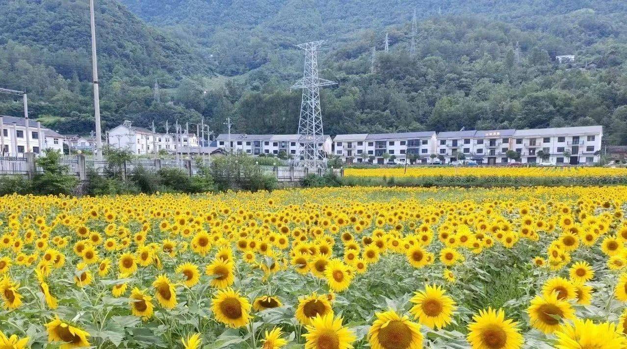 微信图片_2025-08-01_093341_888