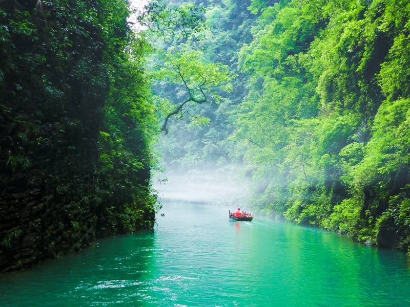招财树1（摄影：唐雪琴）_副本