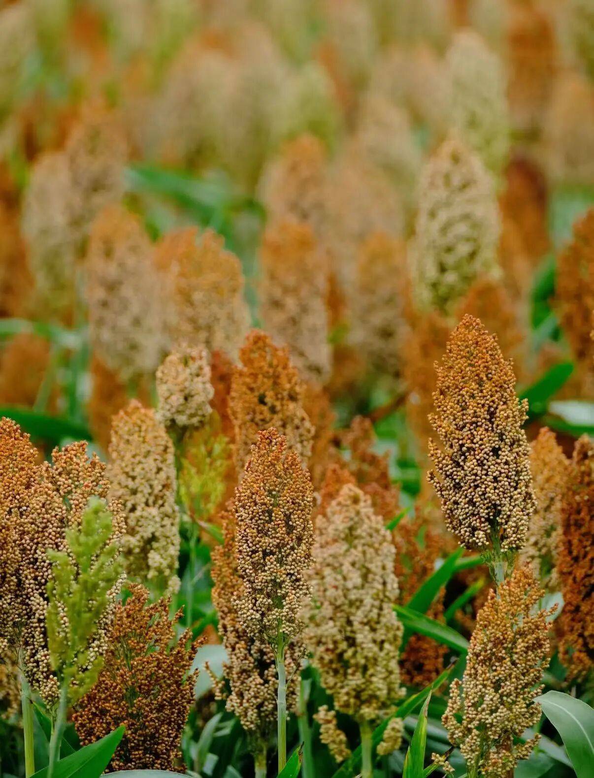 微信图片_2025-09-18_090047_179