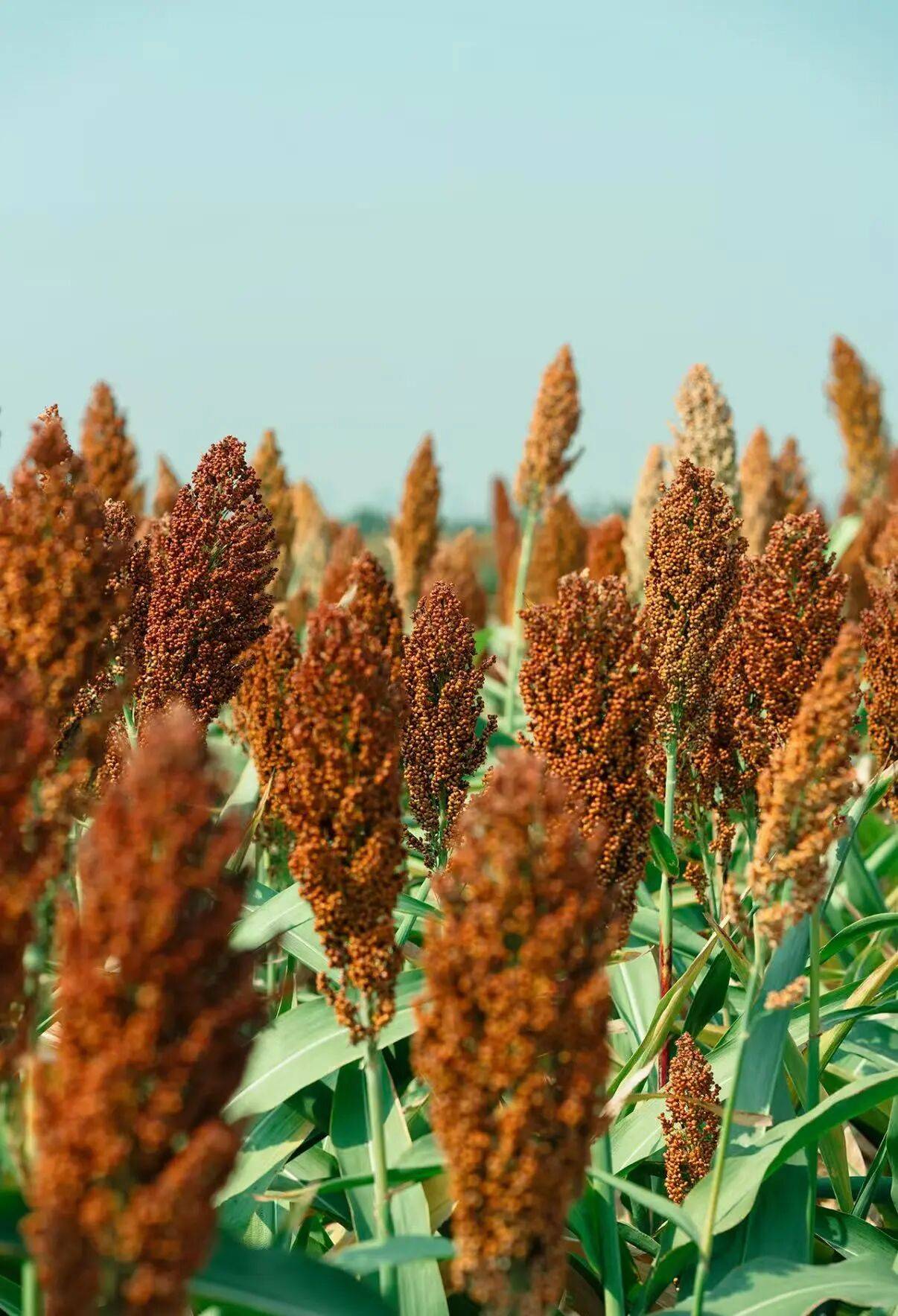 微信图片_2025-09-18_090253_180