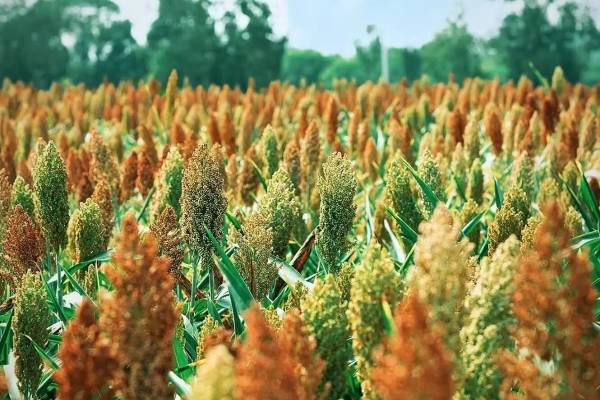 宜昌秋日拍照打卡公园推荐