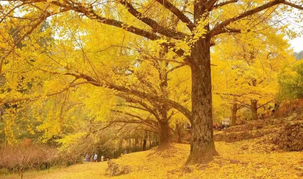 微信图片_2025-10-14_095331_385