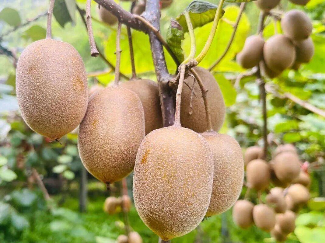 微信图片_2025-10-14_095706_417